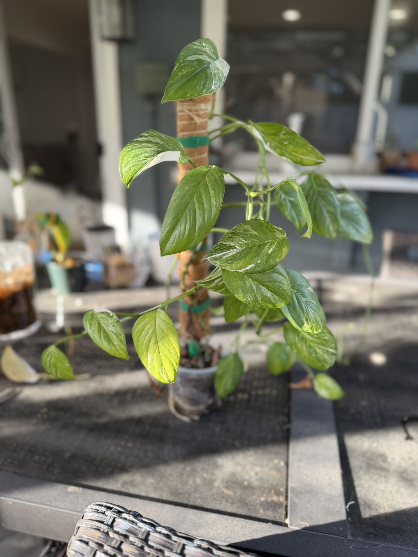 monstera lechleriana variegated Plant