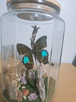 Butterfly In JAR