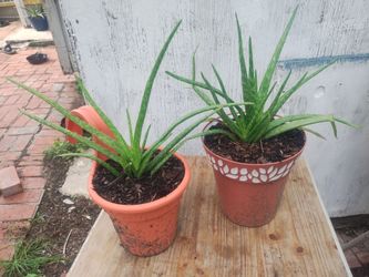 Aloe vera plants