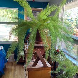 Asparagus Fern 
