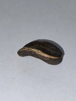 Ultra rare sunflower seed (1/1)