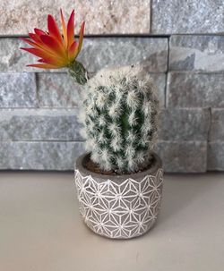 Faux cactus