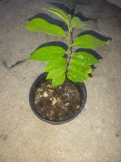 Sweet Sop Aka Sugar Apple 