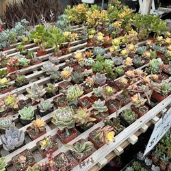 Succulents Drought Tolerant 