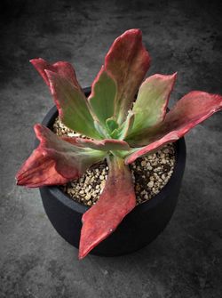 Rare echeveria