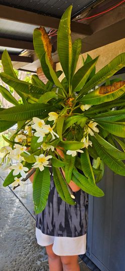 Plumaria branches