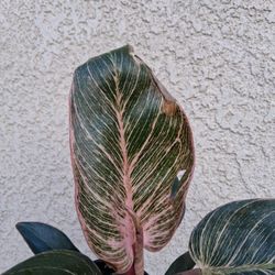 NEW. PINK Philodendron Birkin Plant $25