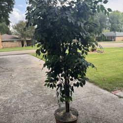 Fake House Plant. 