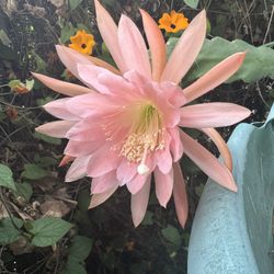 Epiphyllum Cactus Orchid