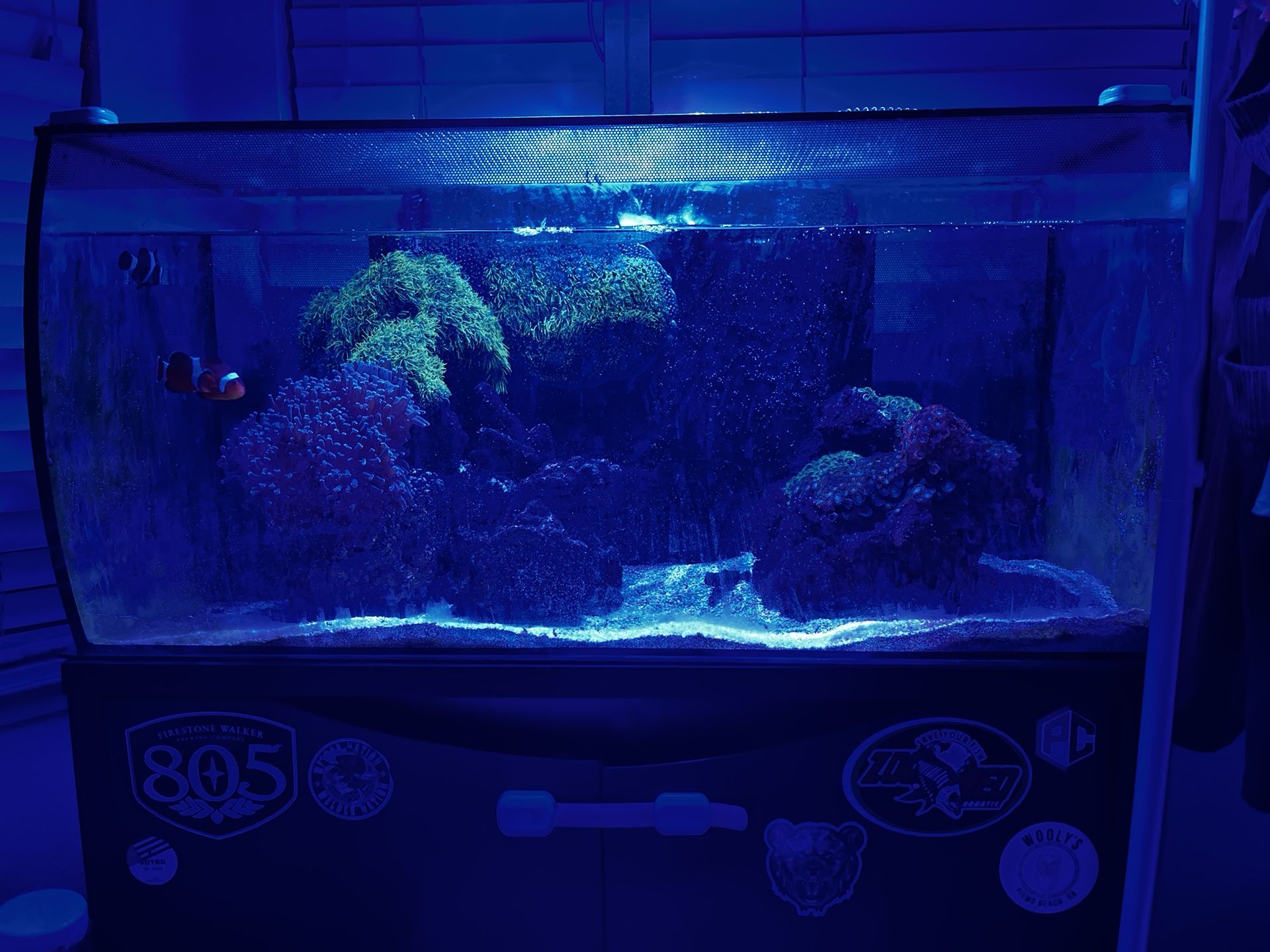 32 Gallon FLUVAL Saltwater Setup