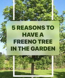 Fresno ash trees 🌳🌿