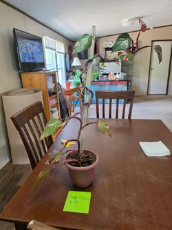 Pink Princess Philodendron