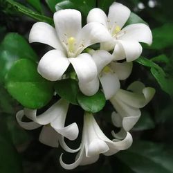 Murraya paniculata)Orange Jasmine live plant well rooted 12” tall in 4” pot  