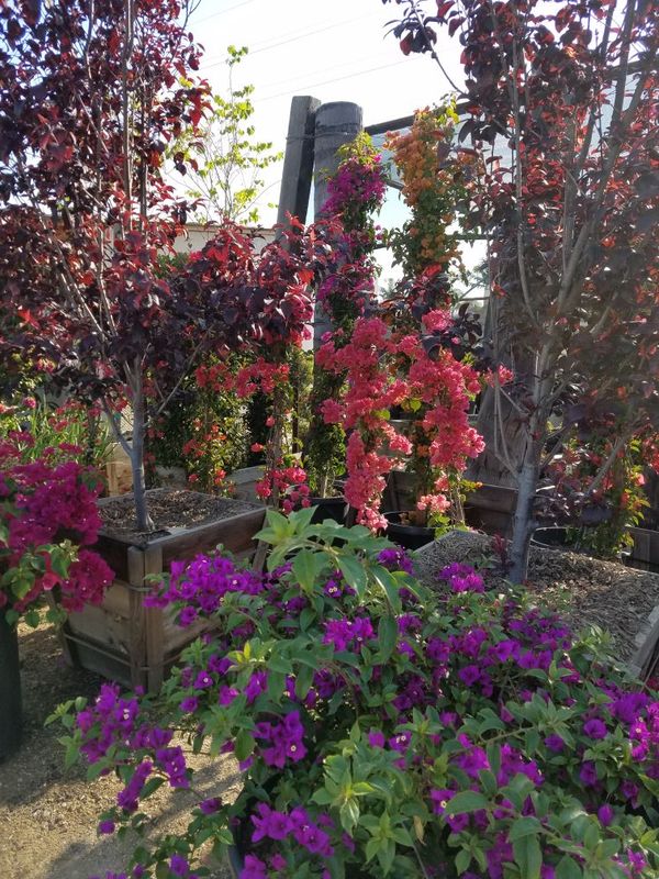 Bougainvillea Plants On Damas Nursery For In Los Angeles 12