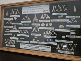 Fossils