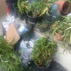 FREE PLANTS