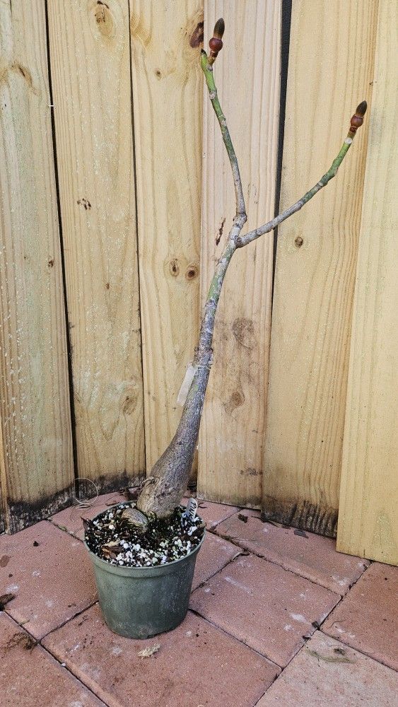 LIVE PLANT Grafted Pink Pseudobombax ellipticum - Shaving Brush Tree 2-3 ft tall for bonsai