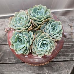 Succulents In Ceramic Pot 