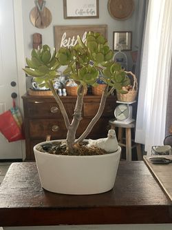 Tree Style Jade Succulent