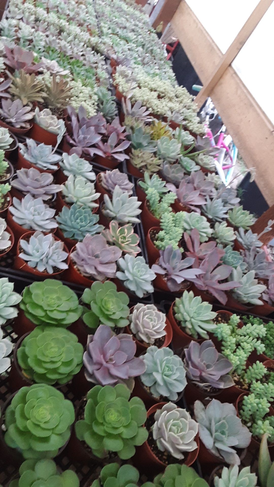 4" pots with succulent plants today only $2.25 each