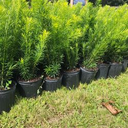 Beautiful Podocarpus Plants For Inmediate Privacy!!! About 3 Feet Tall Measurements Over The Pot!!! Fertilized 