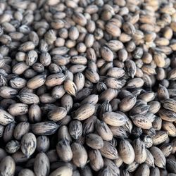 Pecans (fresh, in shell) - 2026 Crop