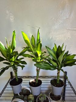 Dracaena Plants 4" Pot $4 Each