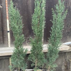 Bonsai Forest Style Three Italian Cypress As A Group Planting $90
