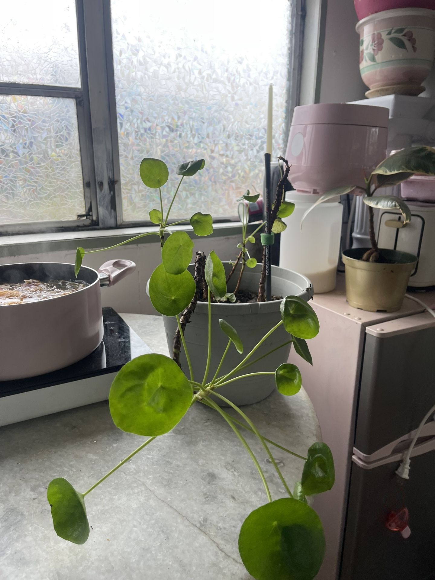 Chinese Money Plant