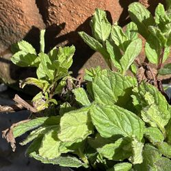 Spearmint Plants