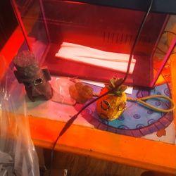 Small Fish Tank Changes Neon Colors 