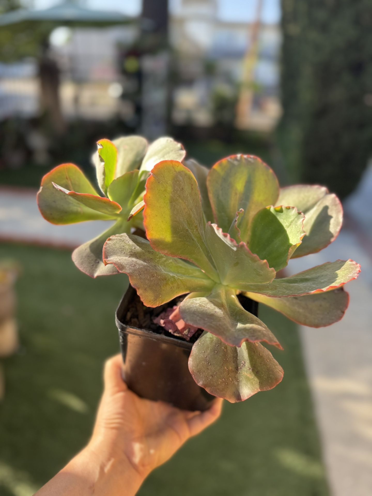 Succulent
