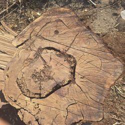 3ftx3ft Eucalyptus Trunk 