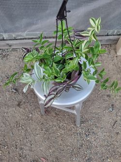 Green/purple/red Plant 6" Nursery Pot
