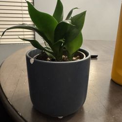 Snake plant with Pot