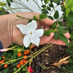 Fragrant Jasmine, Rooted Starter Plant In Small Container