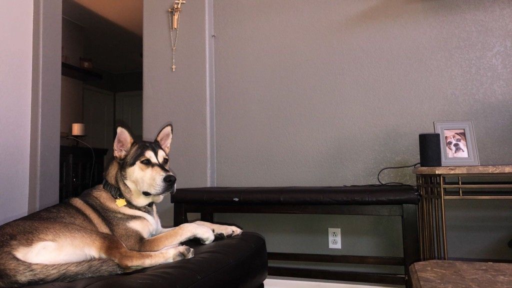 Husky/German Shepherd mix