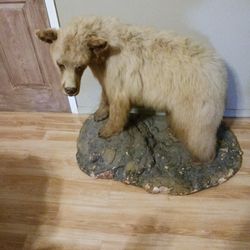 Full Size Black Bear Mount