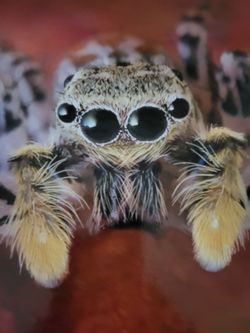 🕷 Spiders Hardcover Book Photo-Fact Collection Kidsbooks Jane P Resnick Illustrated, NEW - Only $10!