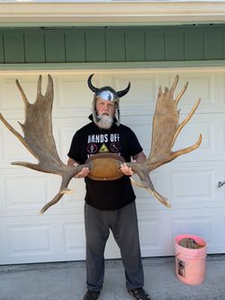 Antlers Moose Antlers