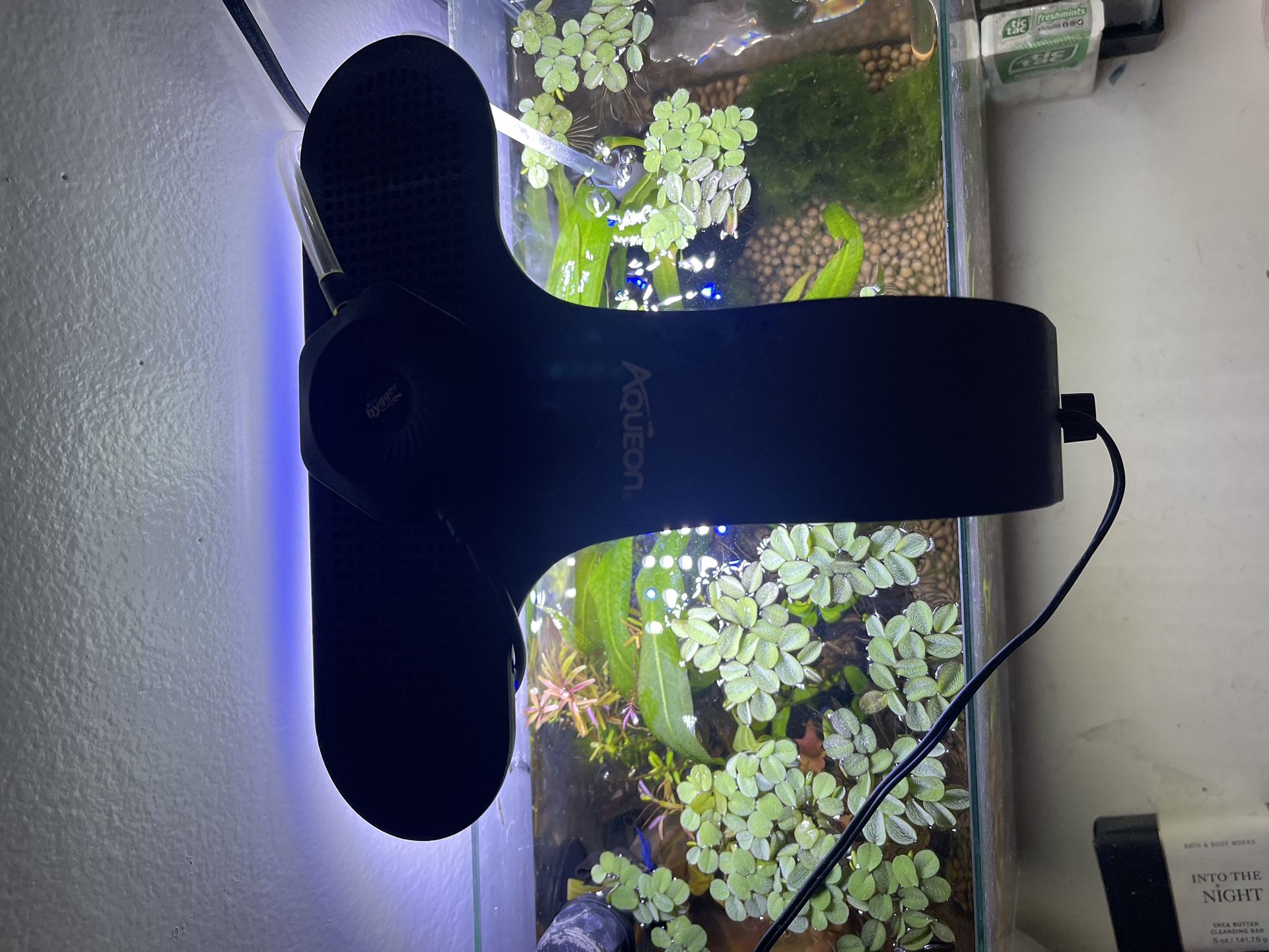 3 Gallon Rimless Fish Tank