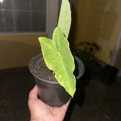 Elephant Ear Plants $10 Small Pot 