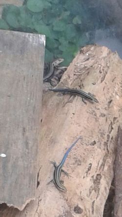Fish tank nothing wrong with it hold water i just have lizards n it