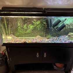 Fish Tank 