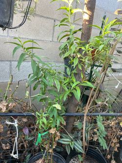 Nectanine