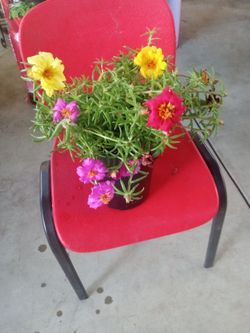 planta amor de un rato