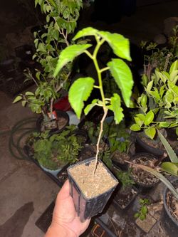 Dwarf ever bearing mulberry