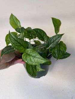 Monstera Siltipecana plant