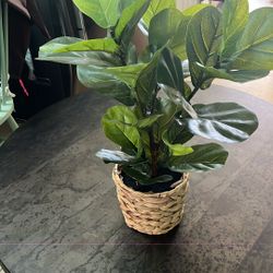 Cute Faux Plant