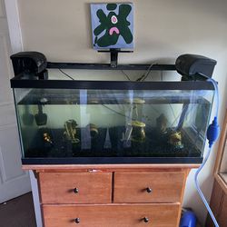 40 Gallon Fish Tank,light,filters 